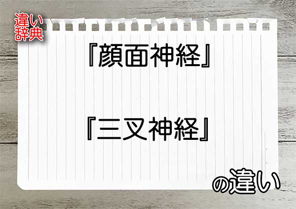 『顔面神経』と『三叉神経』の違いの意味を早わかり！