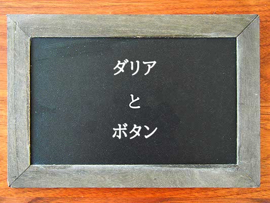 ダリアとボタンの違いとは？違いを解説