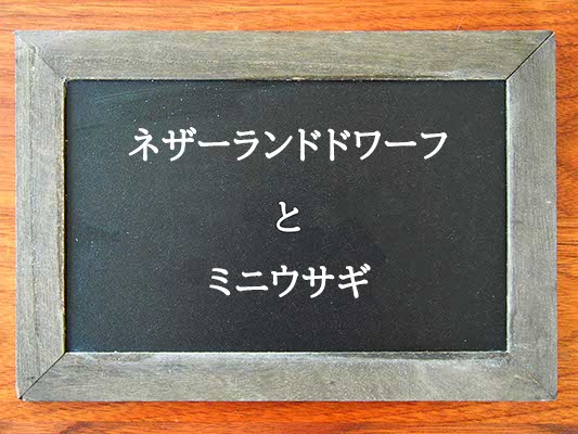 ネザーランドドワーフとミニウサギの違いとは？違いを解説