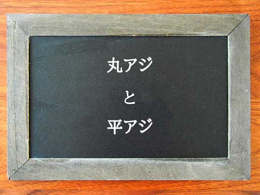 丸アジと平アジの違いとは？違いを解説