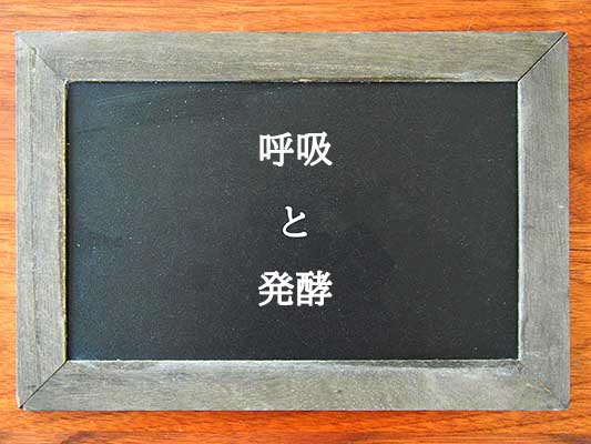 呼吸と発酵の違いとは？違いを解説