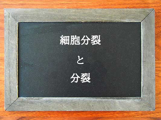 細胞分裂と分裂の違いとは？違いを解説