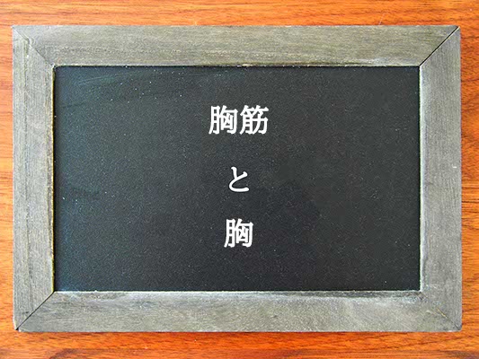 胸筋と胸の違いとは？違いを解説