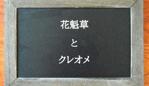 花魁草とクレオメの違いとは？違いを解説