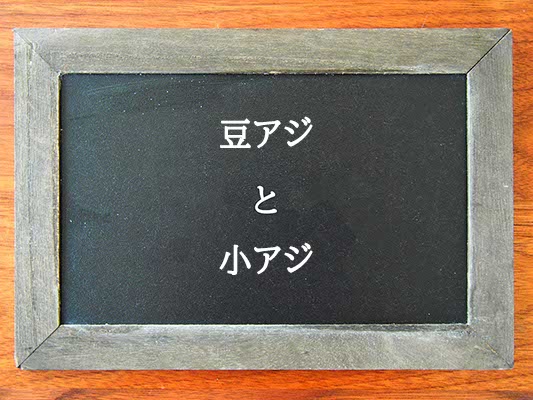 豆アジと小アジの違いとは？違いを解説