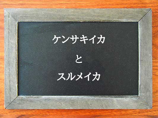 ケンサキイカとスルメイカの違いとは？違いを解説