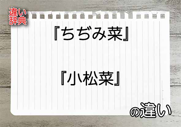 『ちぢみ菜』と『小松菜』の違いの意味を早わかり！