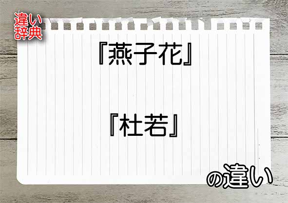 『燕子花』と『杜若』の違いの意味を早わかり！