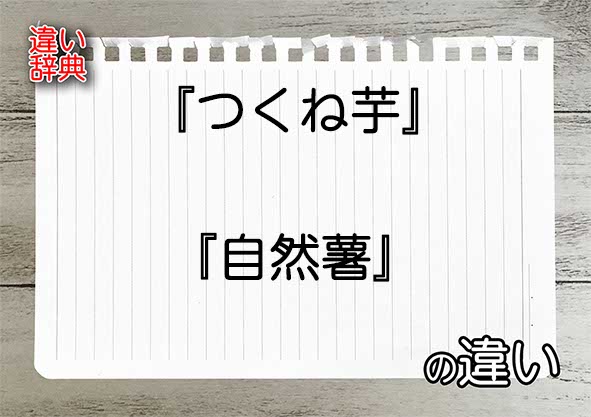 『つくね芋』と『自然薯』の違いの意味を早わかり！