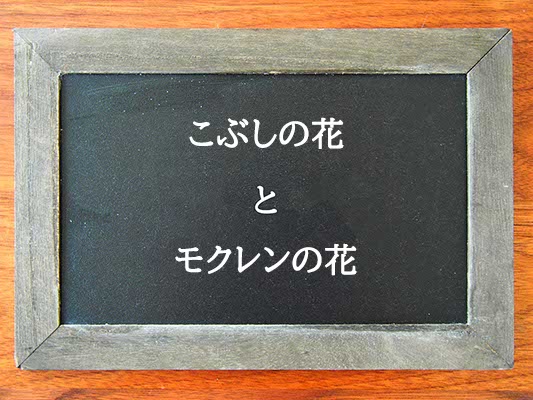 こぶしの花とモクレンの花の違いとは？違いを解説