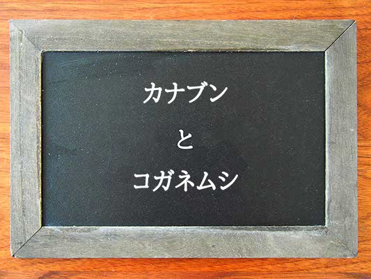 カナブンとコガネムシの違いとは？違いを解説