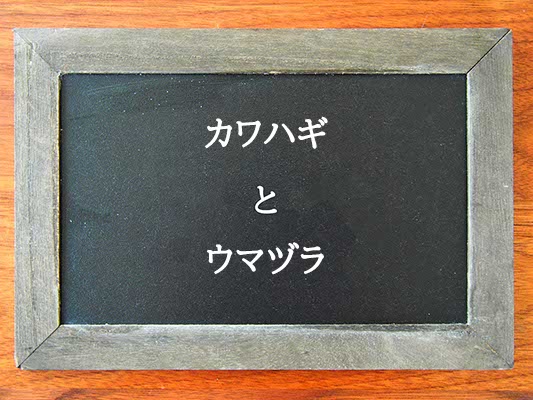 カワハギとウマヅラの違いとは？違いを解説