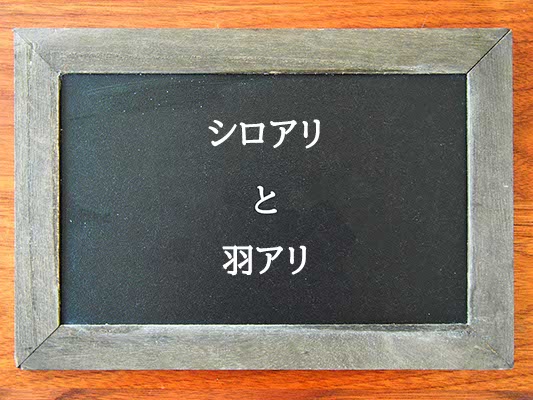 シロアリと羽アリの違いとは？違いを解説