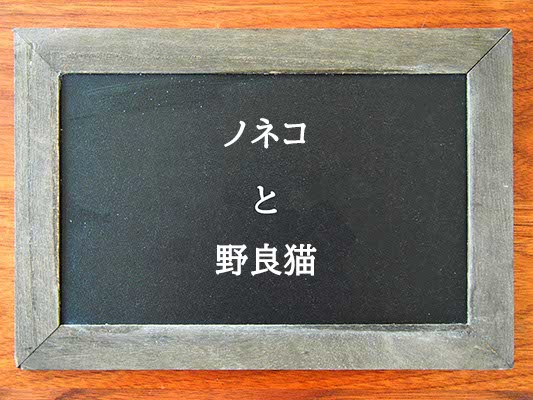 ノネコと野良猫の違いとは？違いを解説