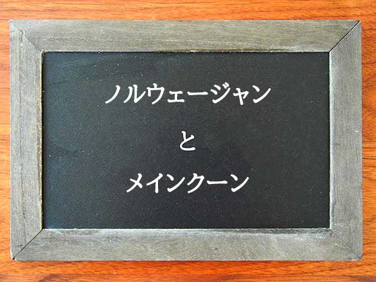 ノルウェージャンとメインクーンの違いとは？違いを解説