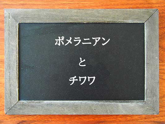 ポメラニアンとチワワの違いとは？違いを解説