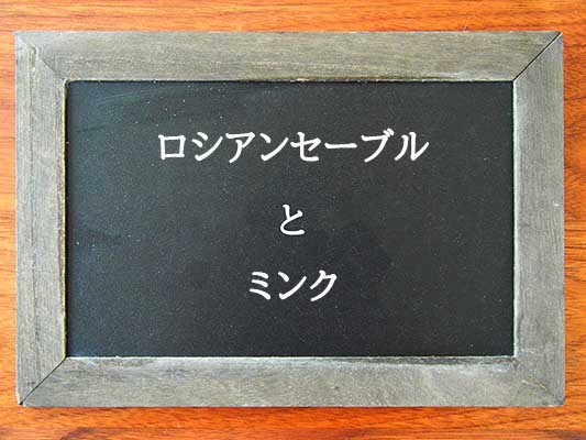 ロシアンセーブルとミンクの違いとは？違いを解説