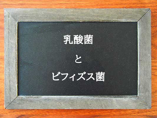 乳酸菌とビフィズス菌の違いとは？違いを解説