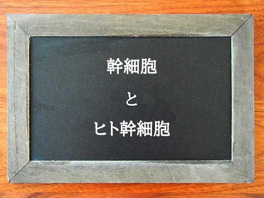 幹細胞とヒト幹細胞の違いとは？違いを解説