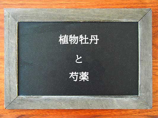 植物牡丹と芍薬の違いとは？違いを解説