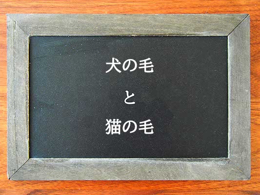 犬の毛と猫の毛違いとは？違いを解説