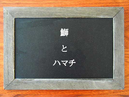 鰤とハマチの違いとは？違いを解説