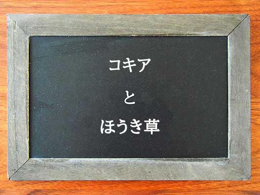 コキアとほうき草の違いとは？違いを解説