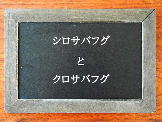 シロサバフグとクロサバフグの違いとは？違いを解説