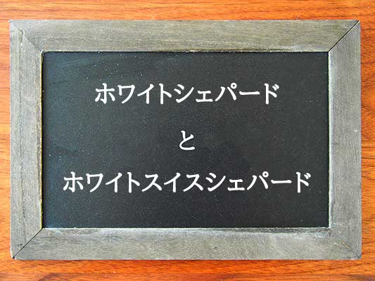 ホワイトシェパードとホワイトスイスシェパードの違いとは？違いを解説