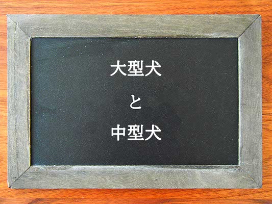 大型犬と中型犬の違いとは？違いを解説