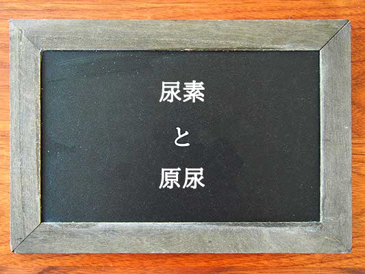 尿素と原尿の違いとは？違いを解説