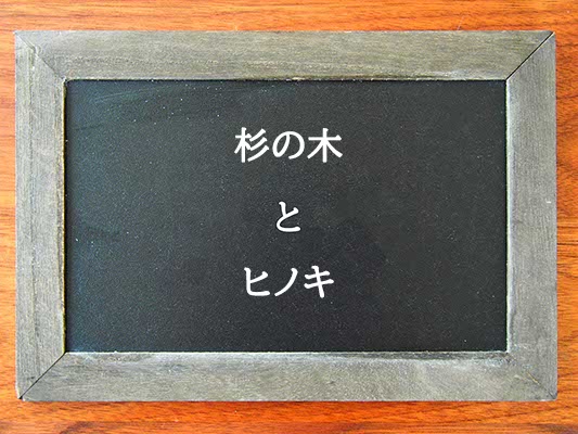 杉の木とヒノキの違いとは？違いを解説